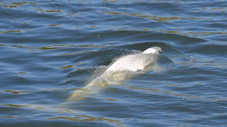 beluga Jean Francois Monier afp
