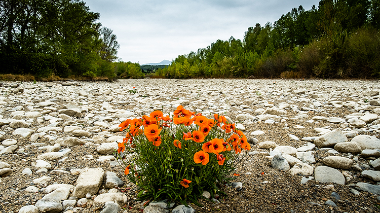 -Dans-le-fleuve-Agly-a-sec-dans-les-Pyrenees-Orientales-en-France-le-5-mai-2023.-JC-MILHET-HANS-LUCAS-AFP.jpg